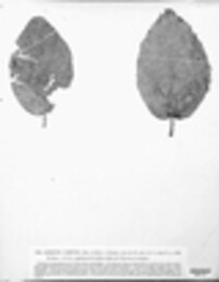 Asteroma comptum image